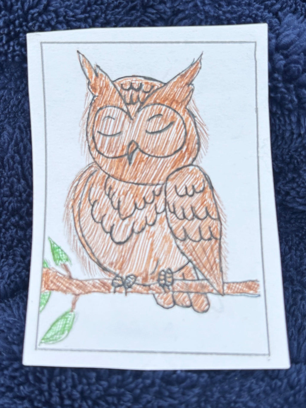 Sleeping Owl