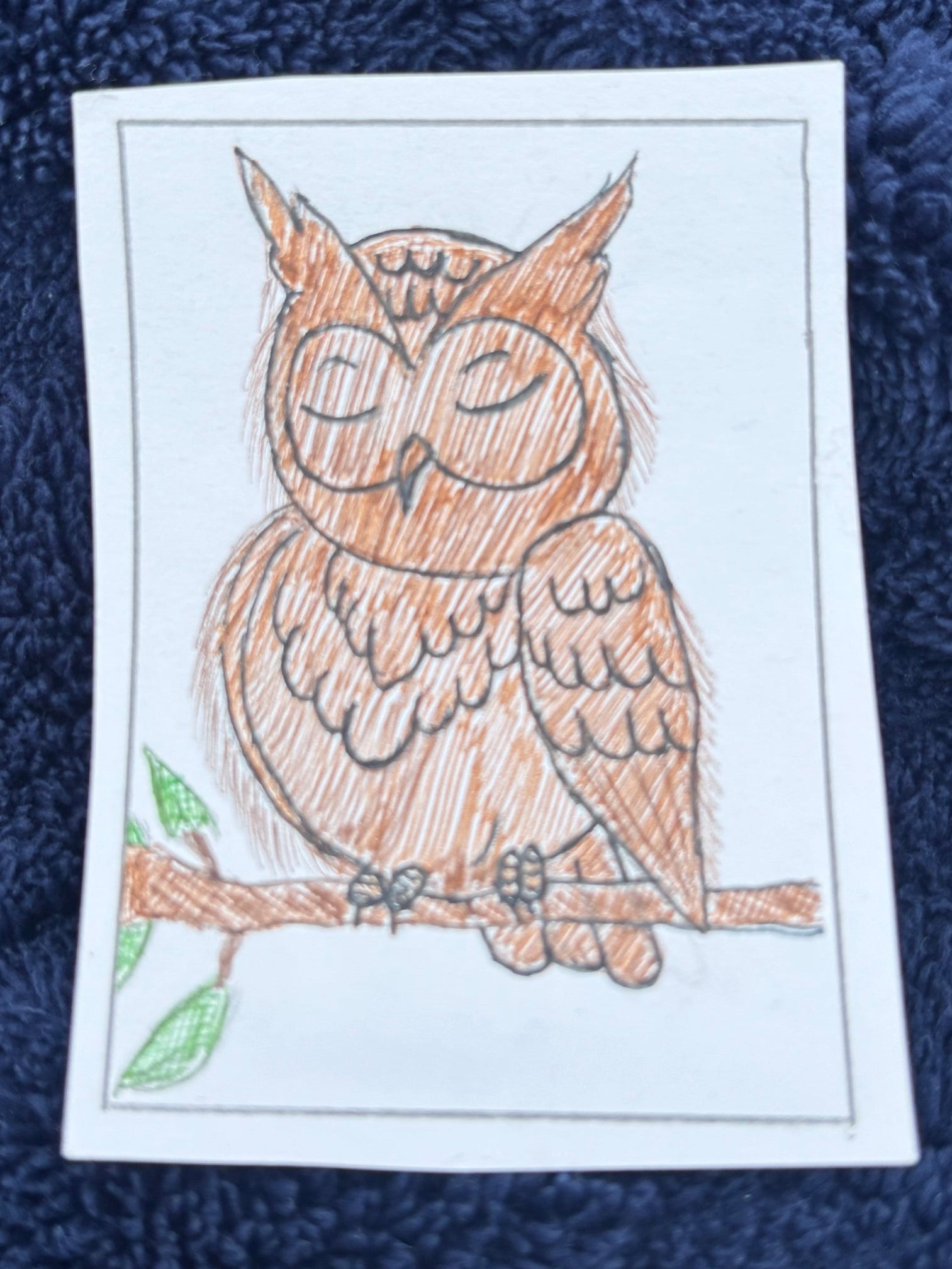 Sleeping Owl