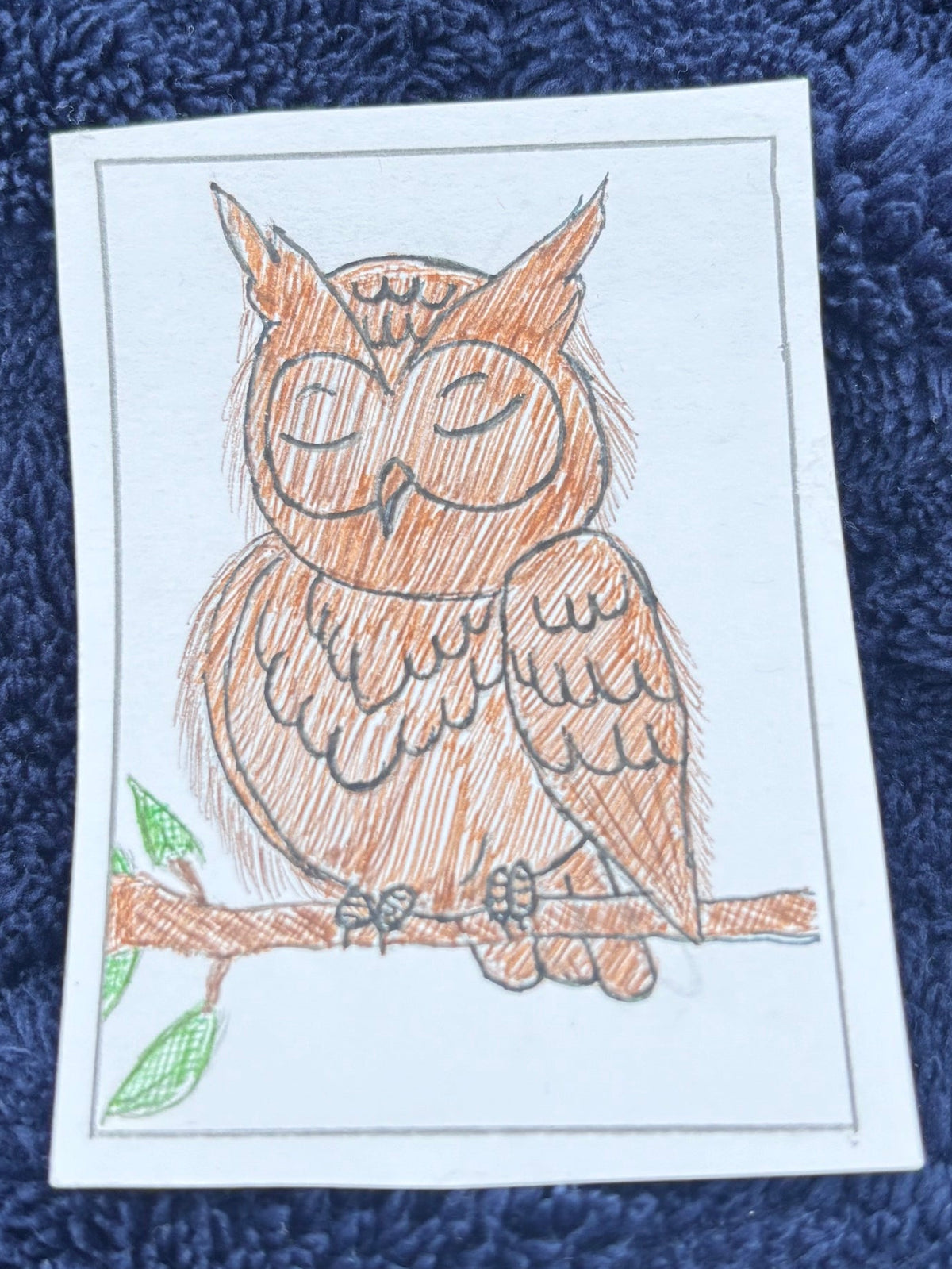Sleeping Owl